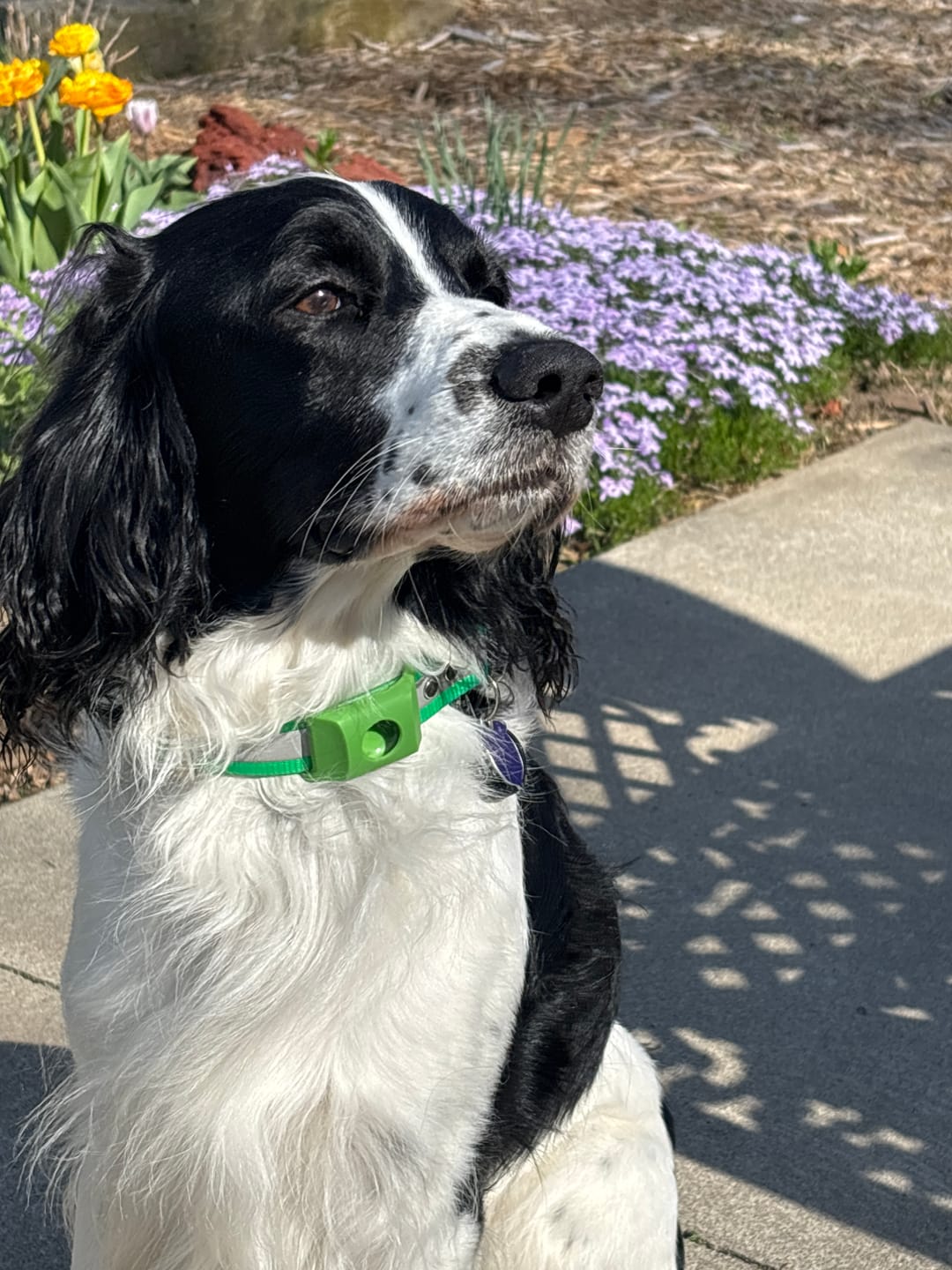 Dog wearing PawLife flea & tick tag
