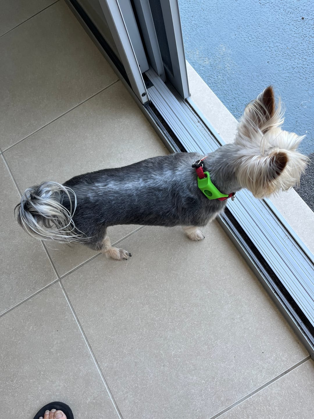 Dog wearing PawLife flea & tick tag