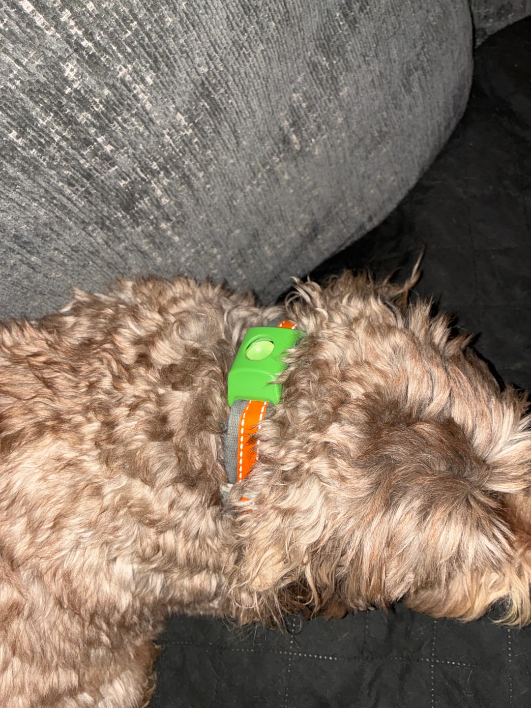 Dog wearing PawLife flea & tick tag