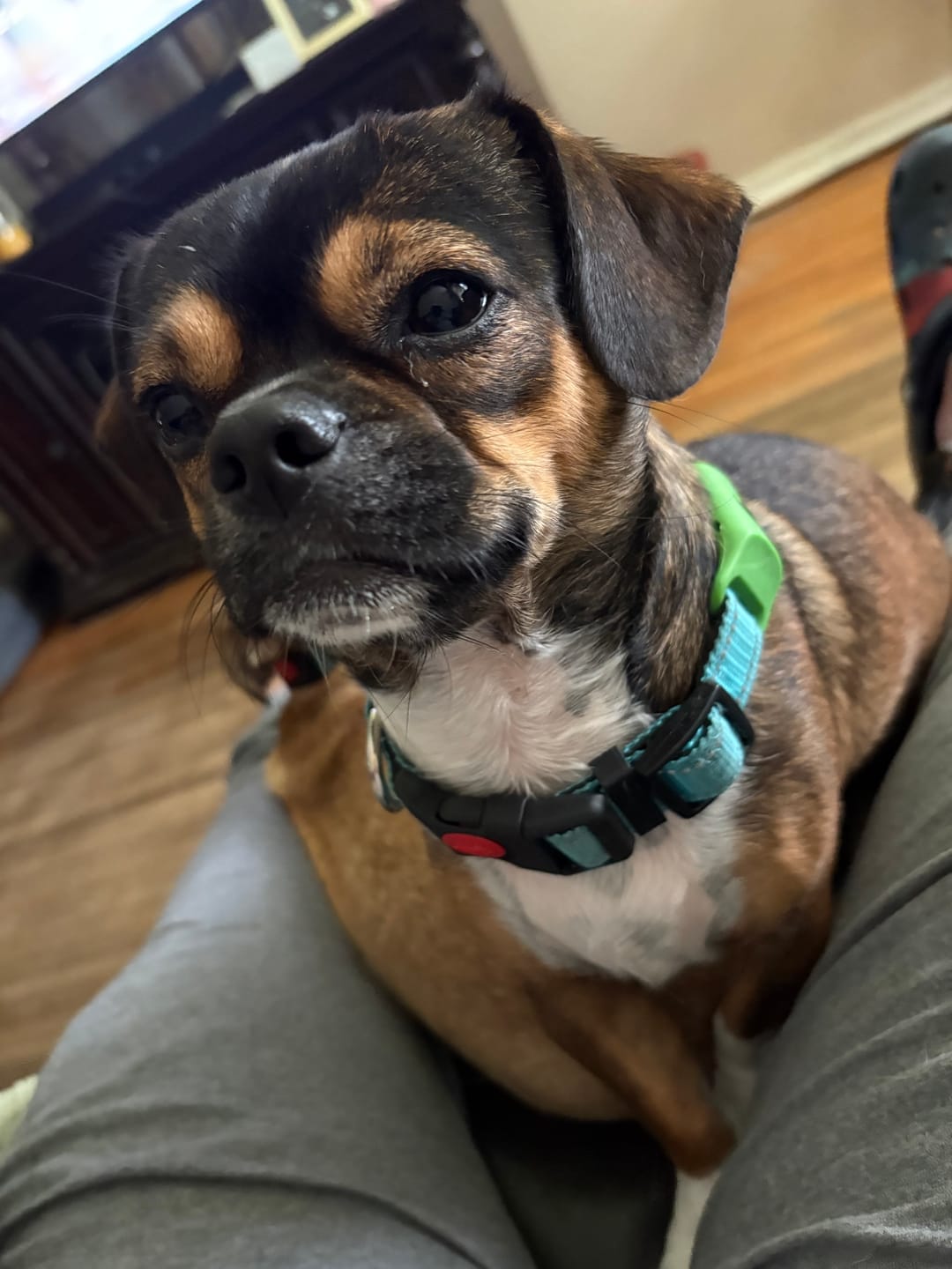 Dog wearing PawLife flea & tick tag