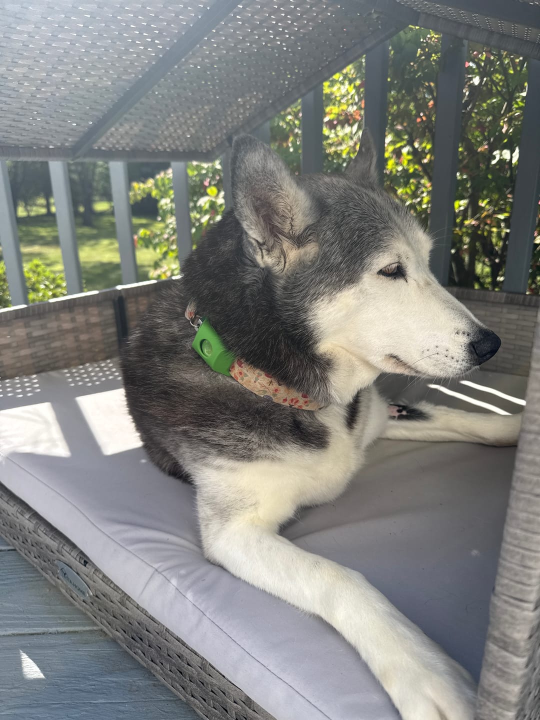 Dog wearing PawLife flea & tick tag
