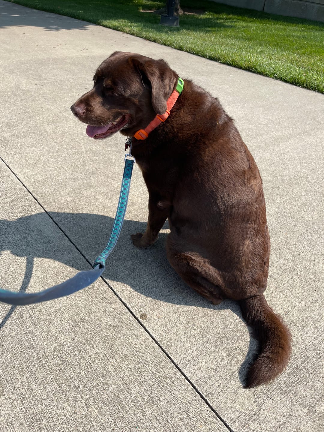 Dog wearing PawLife flea & tick tag