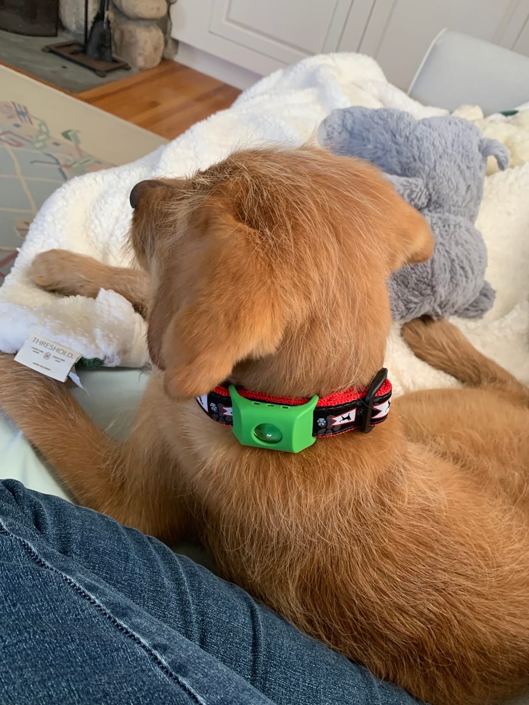 Dog wearing PawLife flea & tick tag
