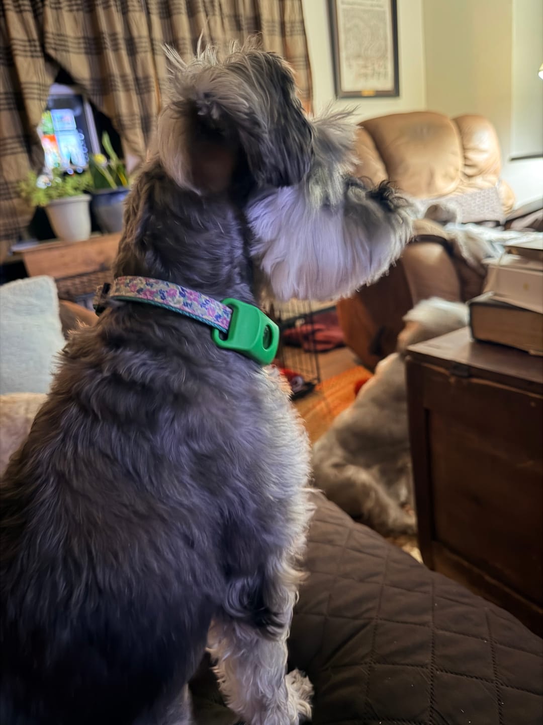 Dog wearing PawLife flea & tick tag