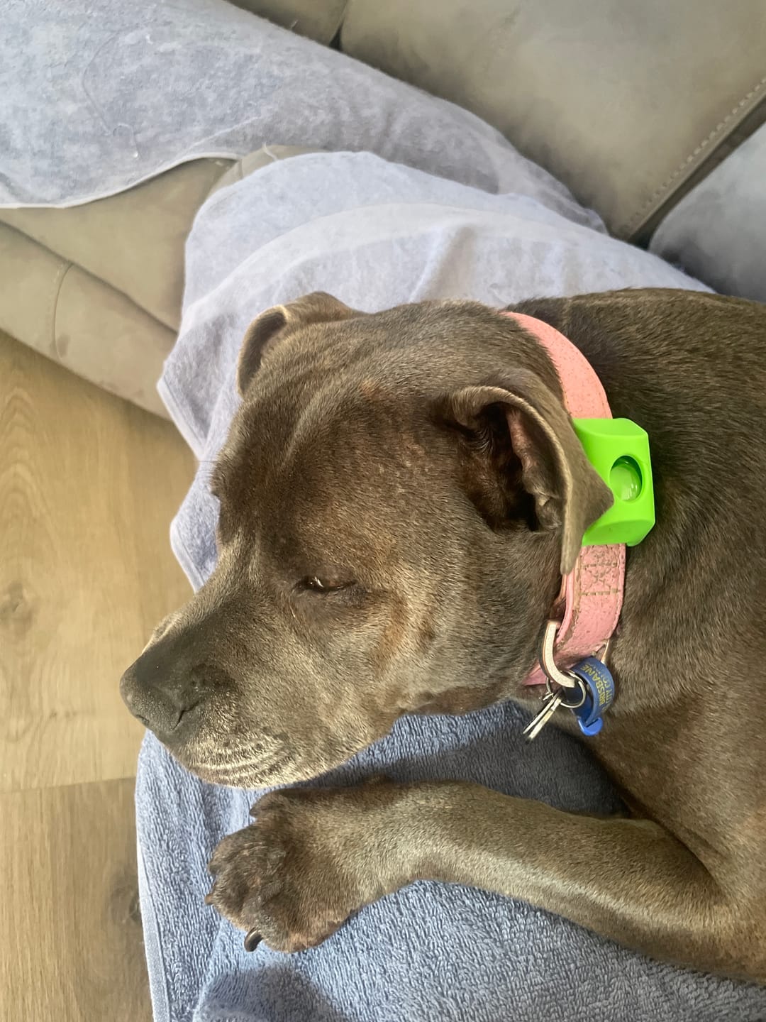 Dog wearing PawLife flea & tick tag