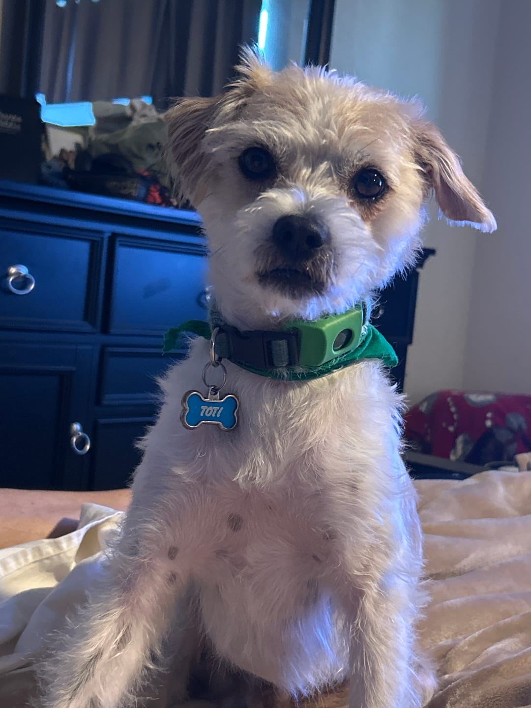 Dog wearing PawLife flea & tick tag