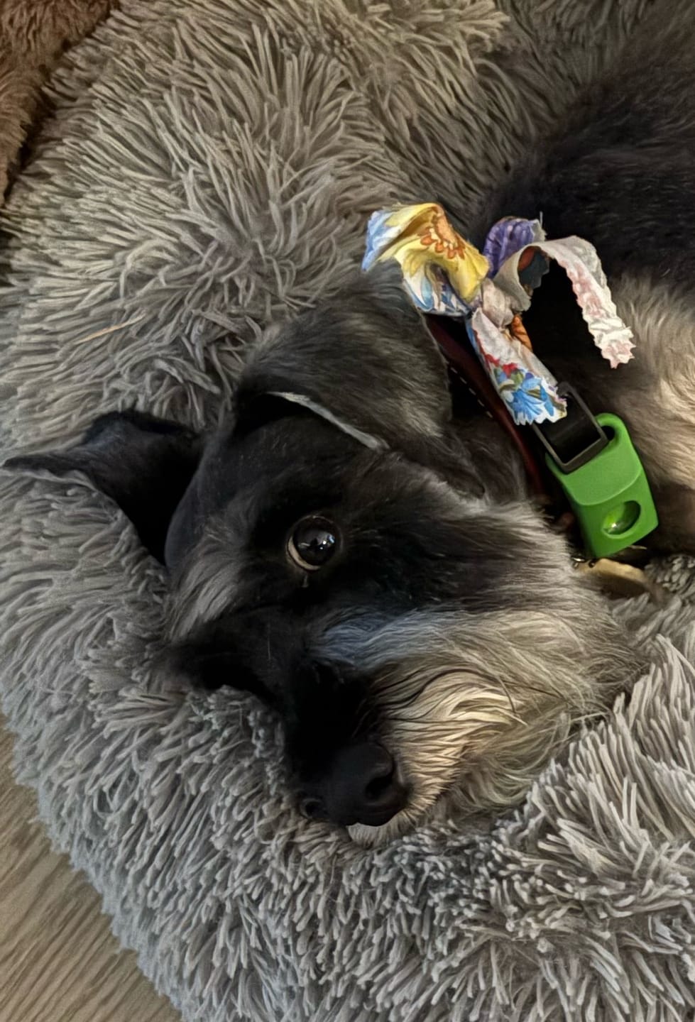 Dog wearing PawLife flea & tick tag
