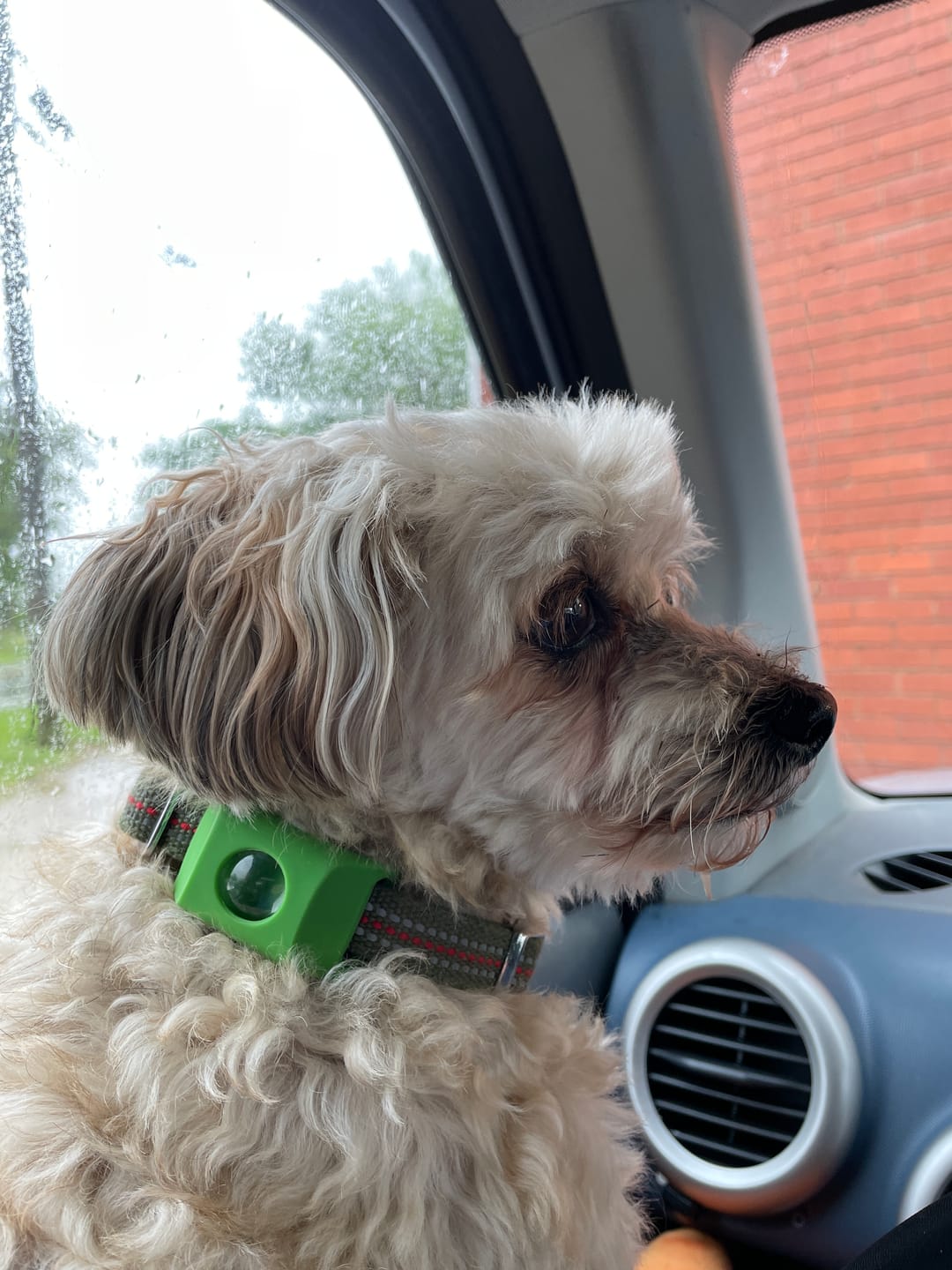 Dog wearing PawLife flea & tick tag