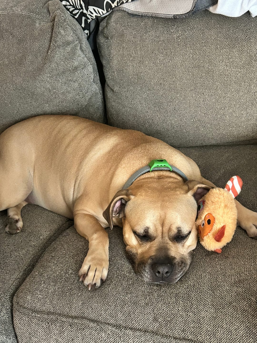 Dog wearing PawLife flea & tick tag
