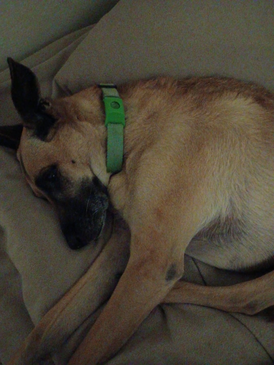 Dog wearing PawLife flea & tick tag
